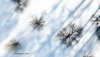 Lucian_Bartosik_Copyright_2019_Snow_Trees_Web_FLY.jpg