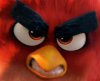 Angry bird face.jpg