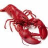 LobsterClaw207