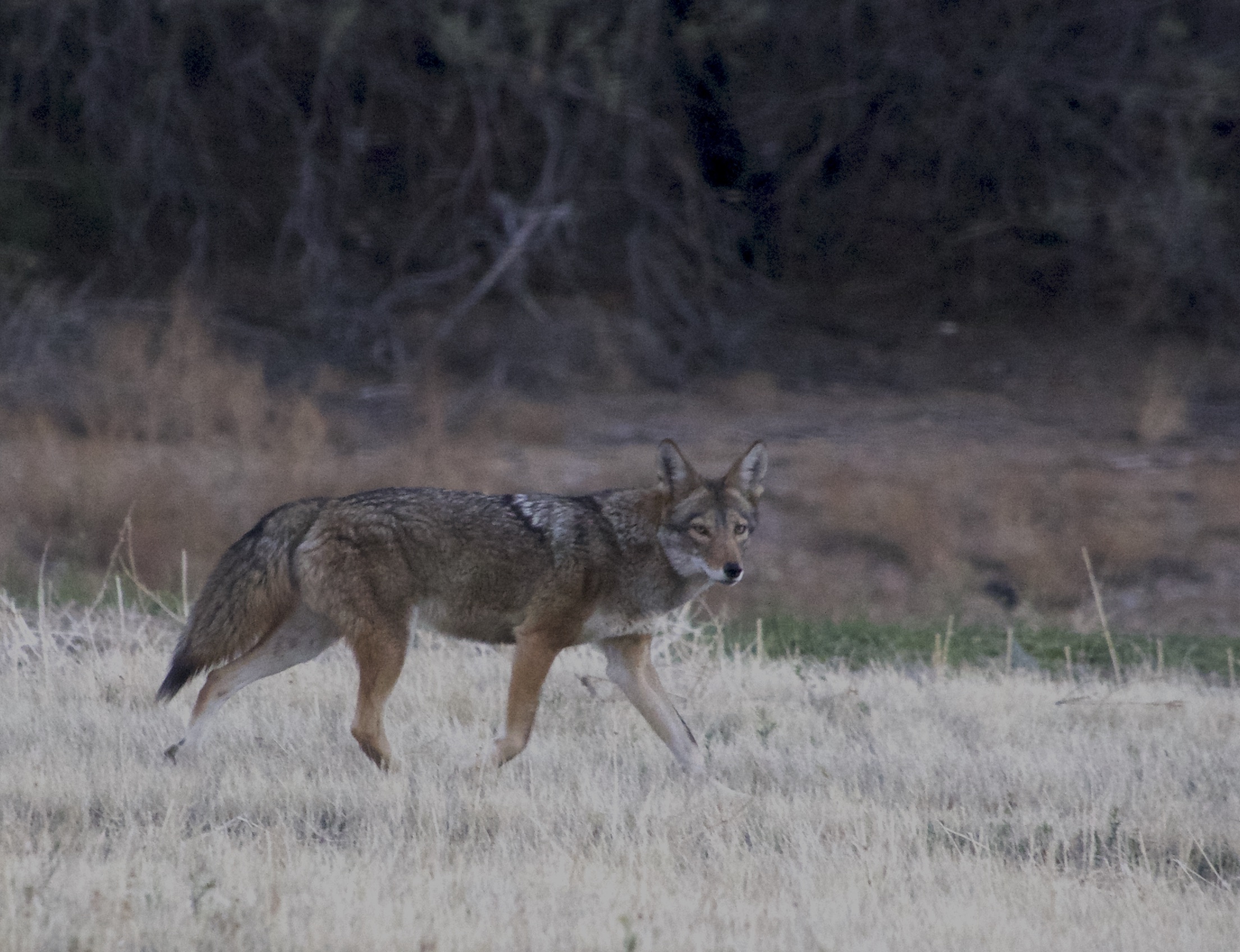 2017-03-01 2 Coyote.jpg