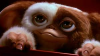 mogwai.png