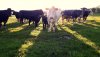 A bull running with the cows, with calves at foot..jpg