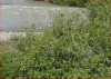raw14zoom.PNG