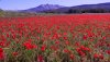 coquelicots.JPG