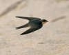 Barn-Swallow-in-flight.jpg