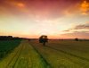 DJI_0699.jpg