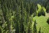 Drone-view-pine-trees.jpg