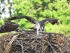 Three osprey fledglings in their nest. One of them is testing its wings, getting ready fir its first flight.