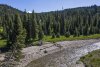Ousel-Creek-Forest-.jpg