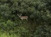 Nice 10pt half mile from house (4).jpg