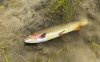 27 inch cutthroat trout.jpg