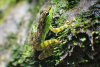 Borneo Frog.jpg