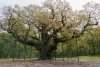 Major Oak.jpg