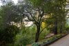 DJI_0063 Driveway oak.jpg