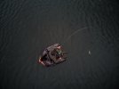 Playing a trout from the float tube.jpg