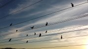 birds on a wire_1.14.1.jpg
