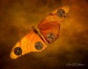 Butterfly Drone.jpg