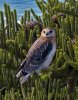 bird.jpg
