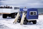 Two Bears standing at Tour Bus.jpg