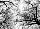fractal-tree-branches-colin-drysdale.jpg