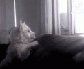 cE3 (1).gif