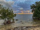Miami-Sunrise-w-mangrove-trees-lorez.jpg