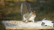 squirrel drone.jpg