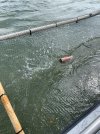 drone dredge picks up cans and bottles.jpg