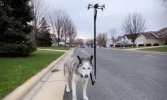 Drone dog walker.jpg
