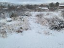 2021-01-26_Back Yard.jpg