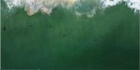 sharkies.JPG