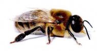 drone bee.jpg