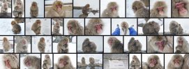 Snow monkeys Jigjudani near Nagano.jpg