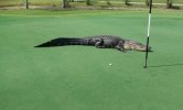 Gator 3-13.jpg