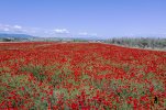 DJI_0897.jpg