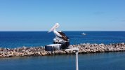 Pelicans at Ocean Reef.JPG