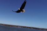 Eagle.jpg