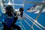 Shark Cage Diving.JPG