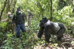 053-Meeting Rugendo-SilverbackGorilla_GOR_0238-lorez.JPG