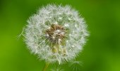 Dandelion_topNteaser.jpg