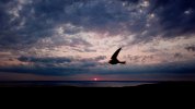 8-12-21 Bird.jpg