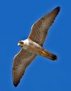 Peregrine-Falcon-flying.jpg