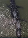 gator.in.propwash.jpg