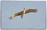 014-Sand hill crane overhead-lorez_BSQ_4734.jpg