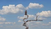 Vulture on a dead tree.jpg