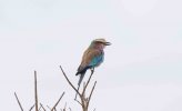 Lilac Breasted Roller.jpg