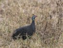 Helmetted guinea fowl.jpg