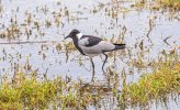 Blacksmith Lapwing.jpg