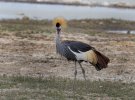 secretary bird.jpg