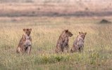 Lions in the rain.jpg